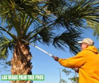 Las Vegas Palm Tree Trimming Pros image 4